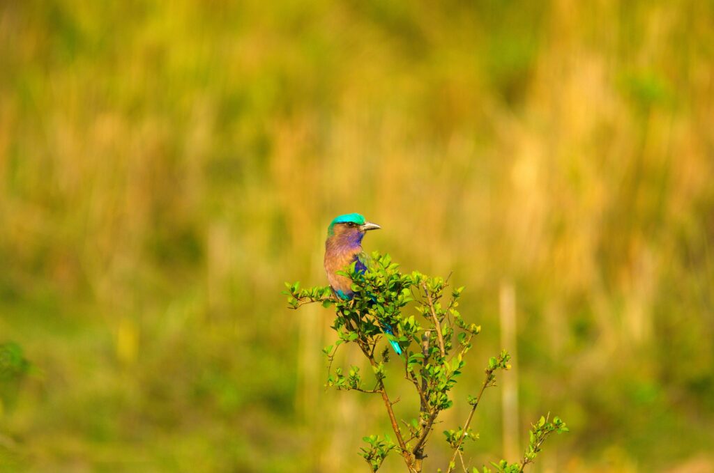 indian-roller-ged48c5681_1920