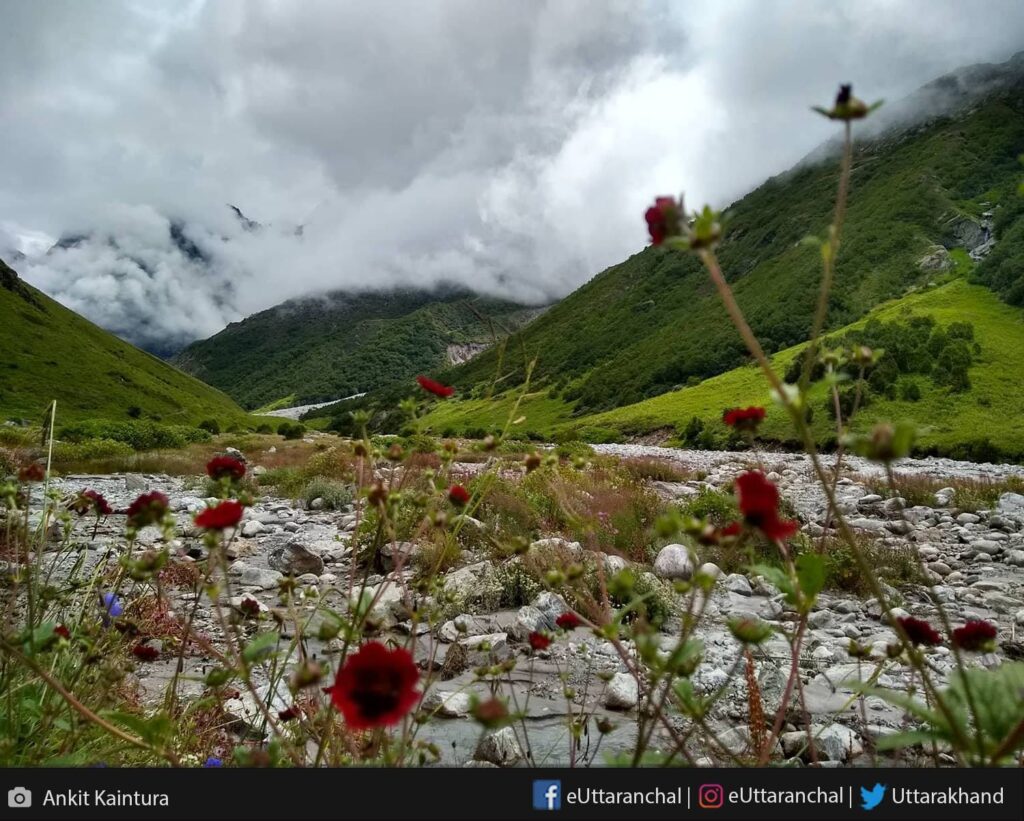valley-of-flowers-1220435